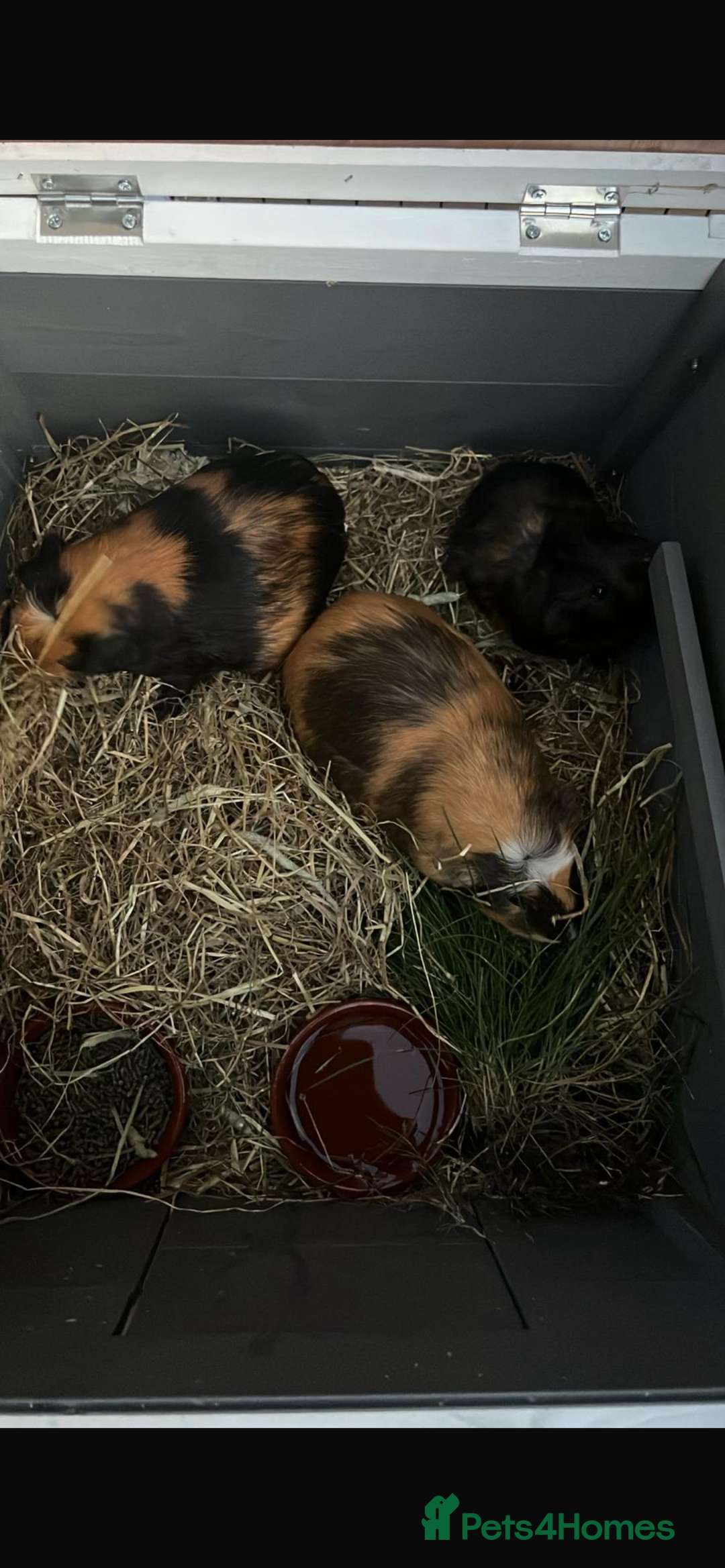 Guinea Pig rodents for sale: 6 week old male English crested guinea pigs  - Image 1