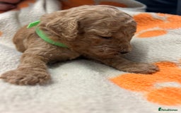 Miniature Poodle dogs for sale: Miniture poodles - READY TO LEAVE!!   - Image 31