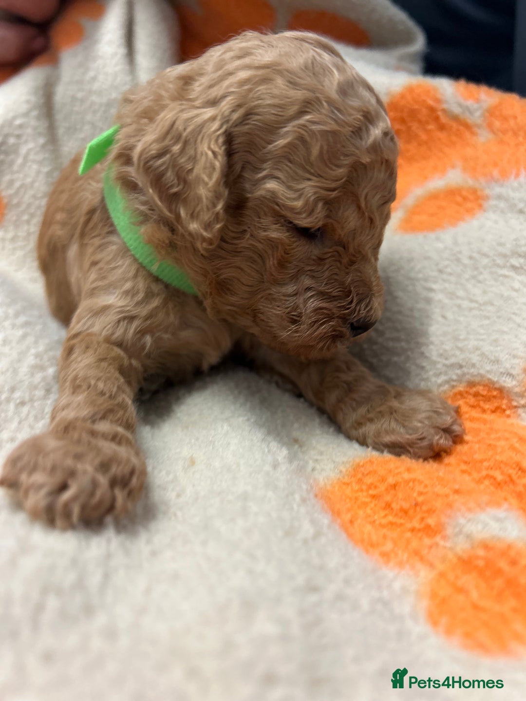 Miniature Poodle dogs for sale: Miniture poodles - READY TO LEAVE!!   - Image 31
