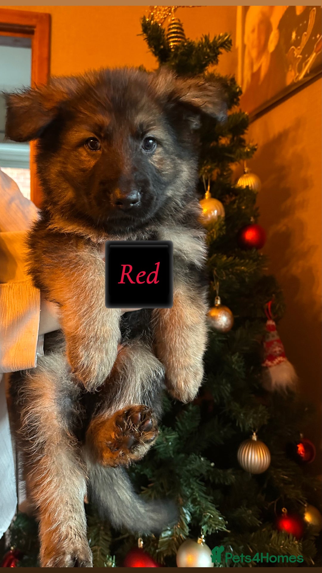 German Shepherd dogs for sale: Pedigree German Shepherd Puppies - Advert 14