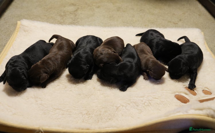 Labrador Retriever dogs - Advert 9