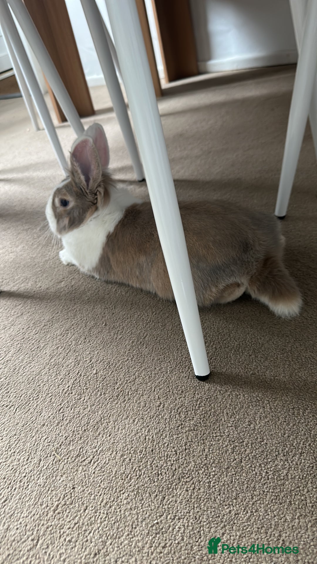 Lionhead rabbits for sale: Toffee - Image 6