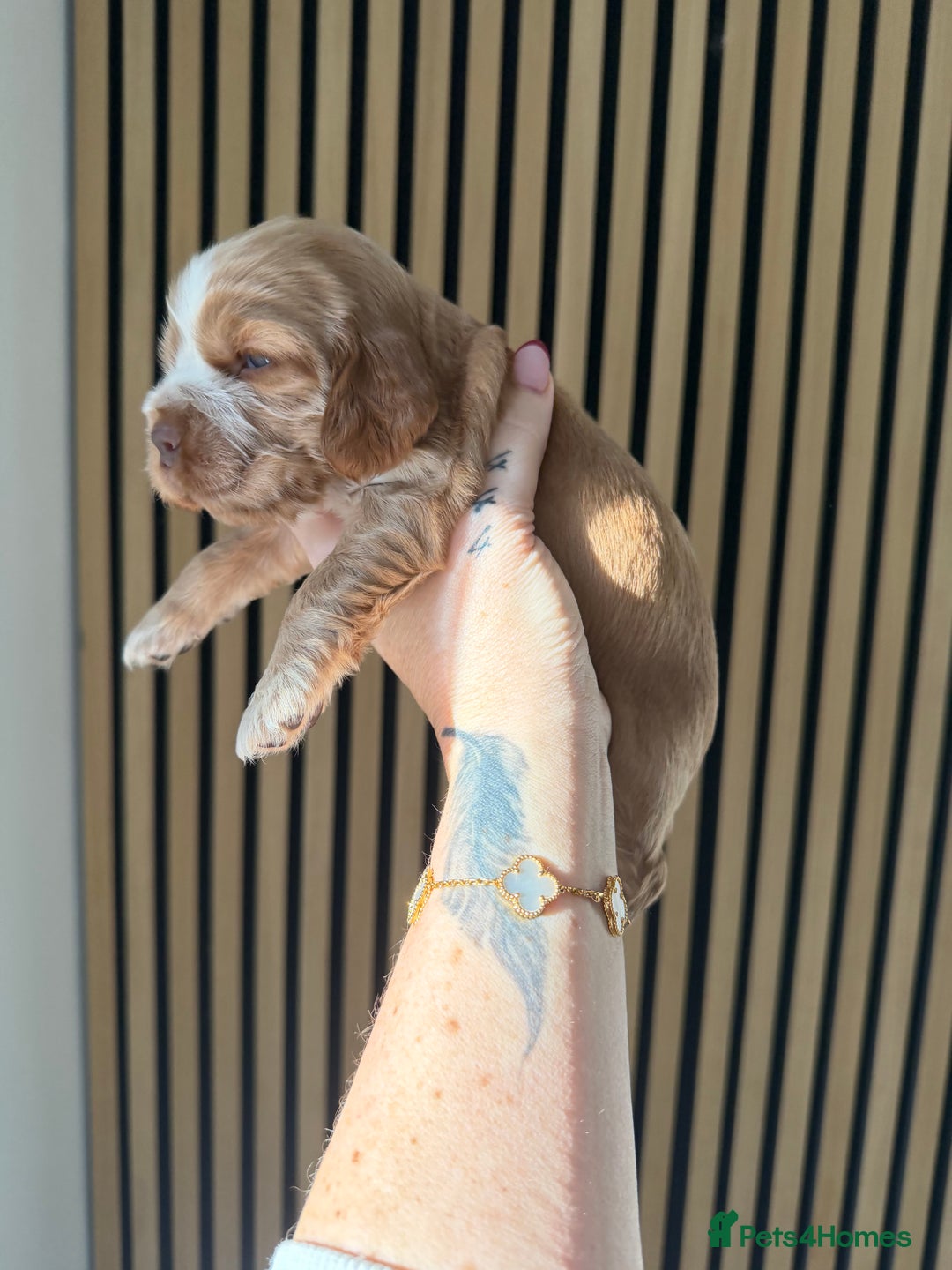 Cocker Spaniel dogs for sale: 🐶Rizi Bizi 🐶🐾 full pedigree show spaniels🐾  - Advert 15