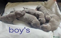 Whippet dogs for sale:  WHIPPET BABY'S (not kc reg) - Image 3