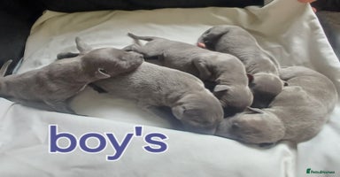 Whippet dogs - Advert 16