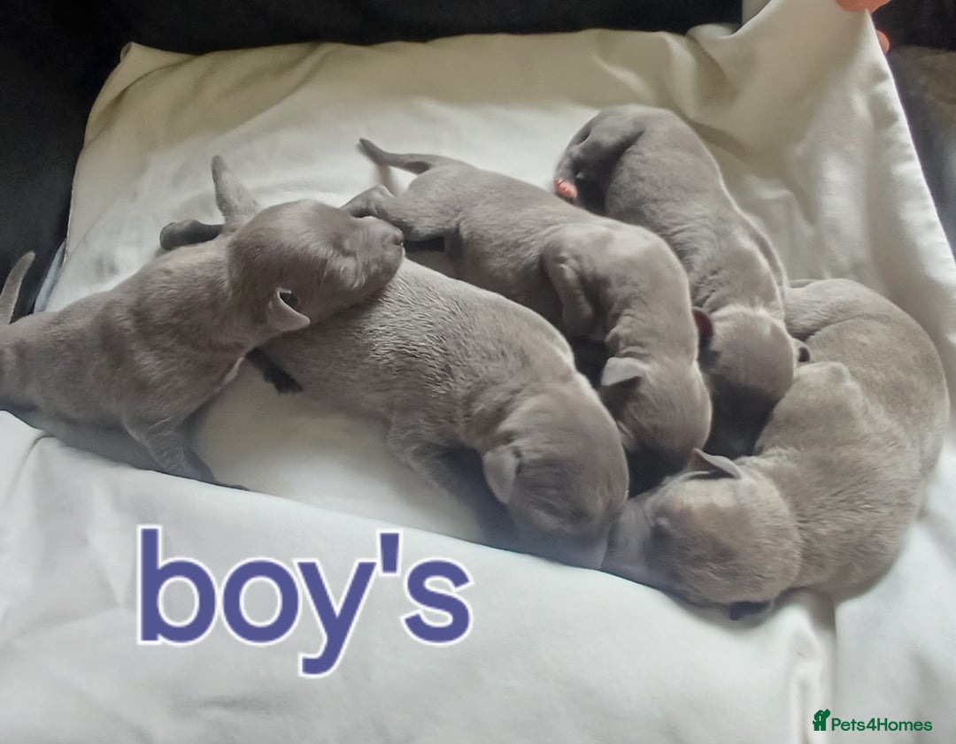 Whippet dogs for sale:  WHIPPET BABY'S (not kc reg) - Image 3