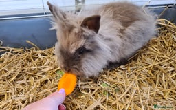 Lionhead rabbits for sale:  Last little Lionhead Boy Left - Image 2