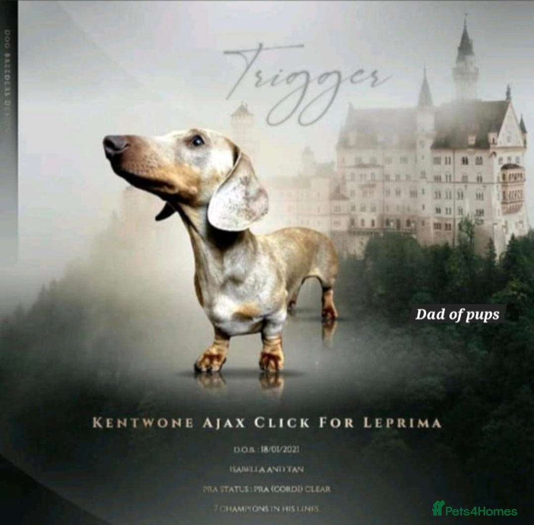 Miniature Dachshund dogs for sale: FULLY VACCINATED, READY NOW, PRA ClR, KC Reg pups - Advert 4