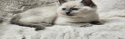Ragdoll cats for sale: Beautiful Ragdoll Kittens  - Advert 6