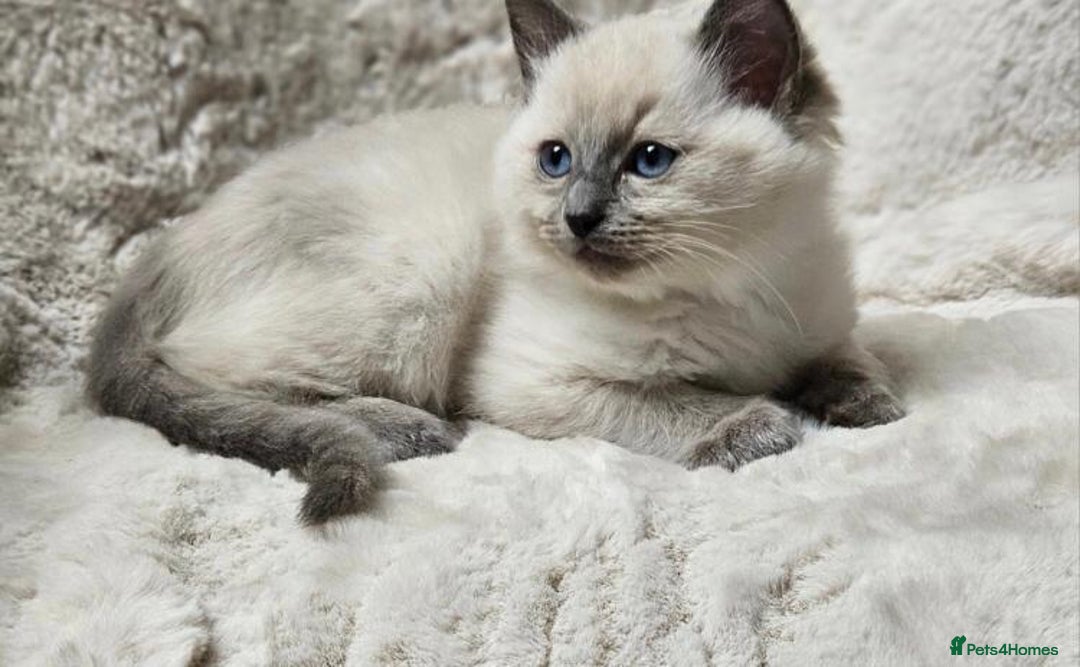 Ragdoll cats for sale: Beautiful Ragdoll Kittens  - Advert 6