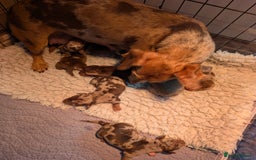 Mixed Breed dogs for sale: 3/4 Mini Dachshund 1/4 Jack Russell - Advert 16