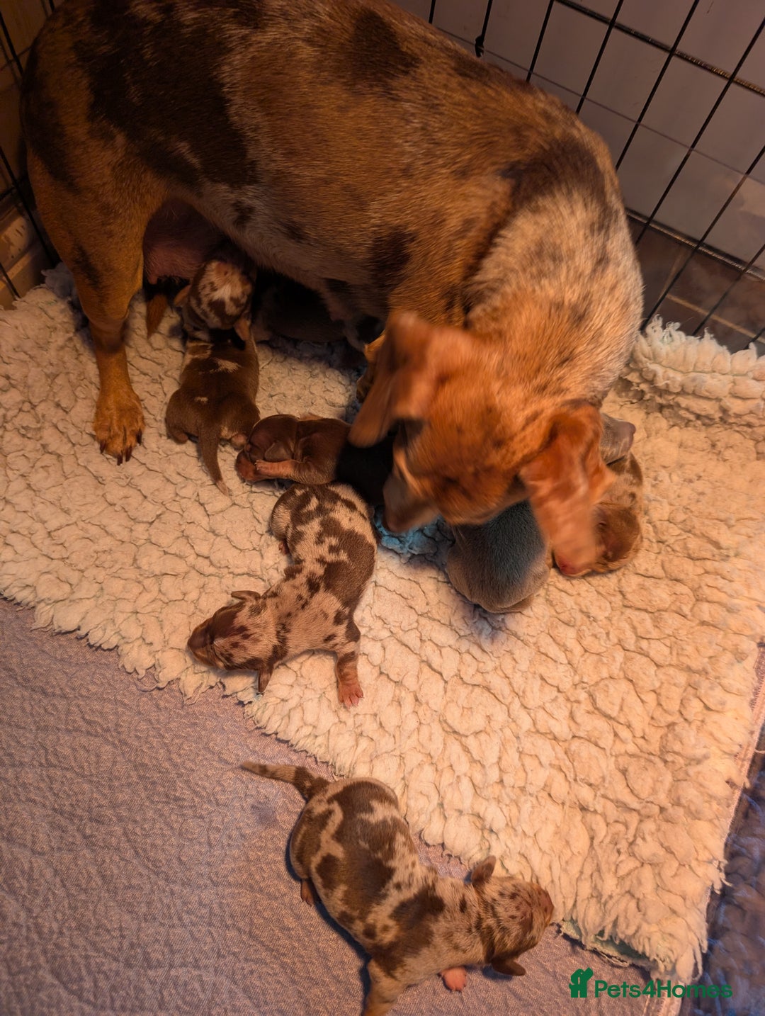 Mixed Breed dogs for sale: 3/4 Mini Dachshund 1/4 Jack Russell - Advert 16