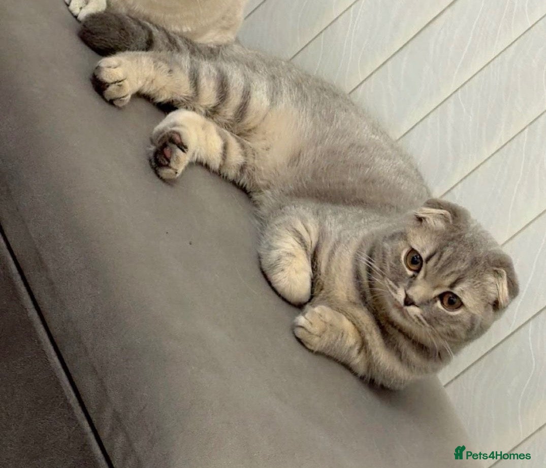 Scottish Fold cats Stunning Scottish Fold  - Advert 1