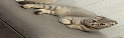 Scottish Fold cats for sale: Stunning Scottish Fold  - Advert 1