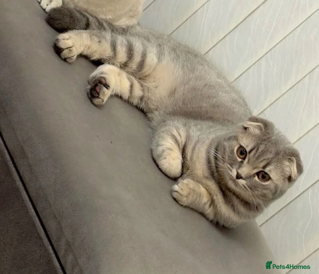 Scottish Fold cats for sale: Stunning Scottish Fold  - Advert 1