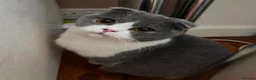Scottish Fold cats for sale: 🐾 Stunning Scottish Fold — Ember, 2 Years Old - Advert 1