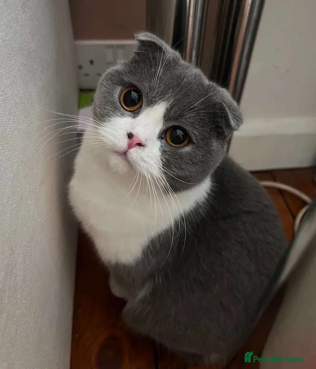 Scottish Fold cats for sale: 🐾 Stunning Scottish Fold — Ember, 2 Years Old - Advert 1