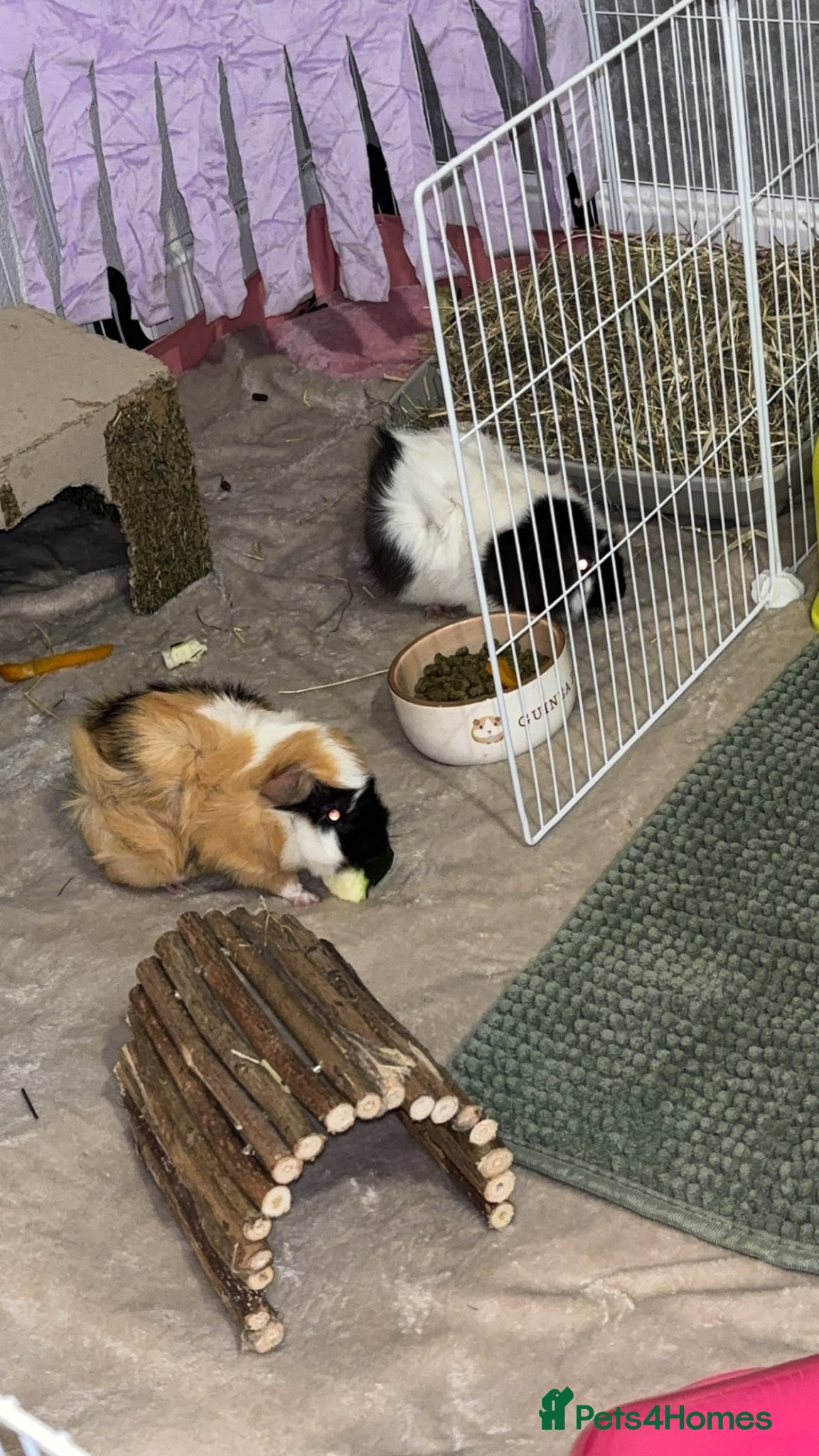 Guinea Pig rodents for sale: Bonded guinea pigs  in St Albans - Advert 2