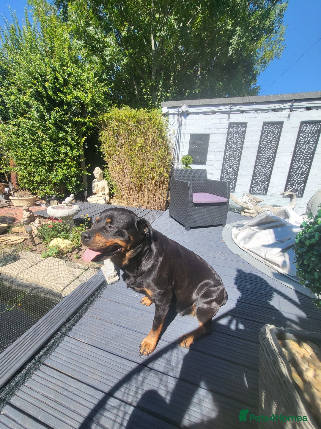 Rottweiler dogs for sale: Rottweiler  and french bulldog  - Image 6
