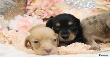 Miniature Dachshund dogs - Advert 5