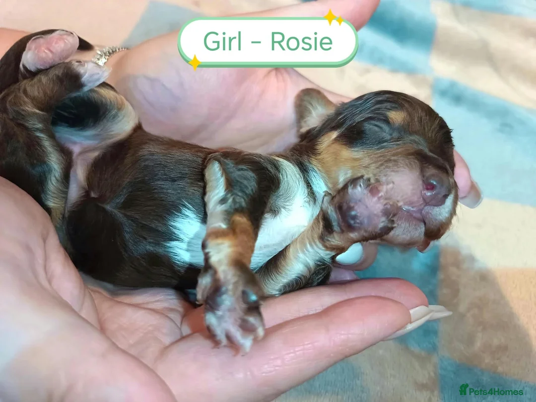 Cockapoo dogs for sale: 7 Stunning Cockapoo Puppies Seeking Loving Home's  - Advert 21