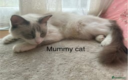 Ragdoll cats for sale: Male Ragdoll Kittens Available - Image 2