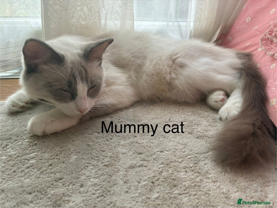 Ragdoll cats for sale: Male Ragdoll Kittens Available - Image 2