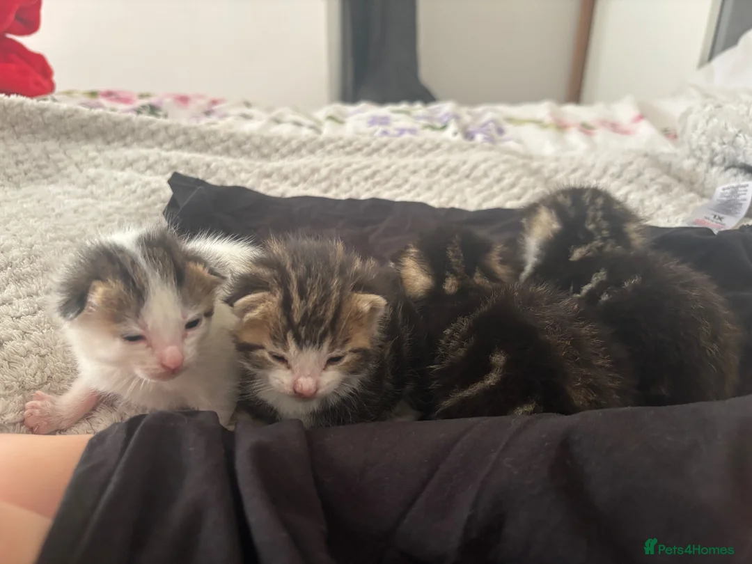 Mixed Breed cats for sale: Three Boys One Girl.  - Advert 2