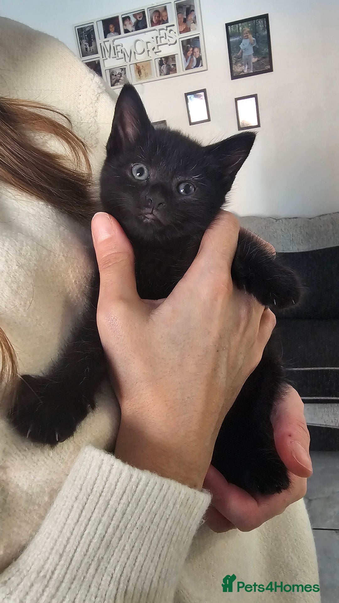 Mixed Breed cats for sale: Last Boy 🐈‍⬛ - Advert 5