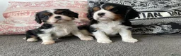 Cavalier King Charles Spaniel dogs for sale: Chocolate carrying Cavalire King Charles spaniels  - Advert 21