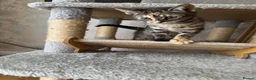 Mixed Breed cats for sale: Half Bengal - Half Mixed breed, litter trained,  in Enfield - Advert 6