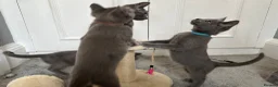 Russian Blue cats for sale: Russian Blue Kittens  - Advert 13