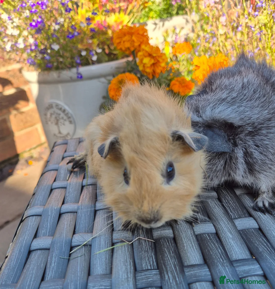 Guinea Pig rodents for sale: Californian Funky Guinea Pigs  - Advert 2