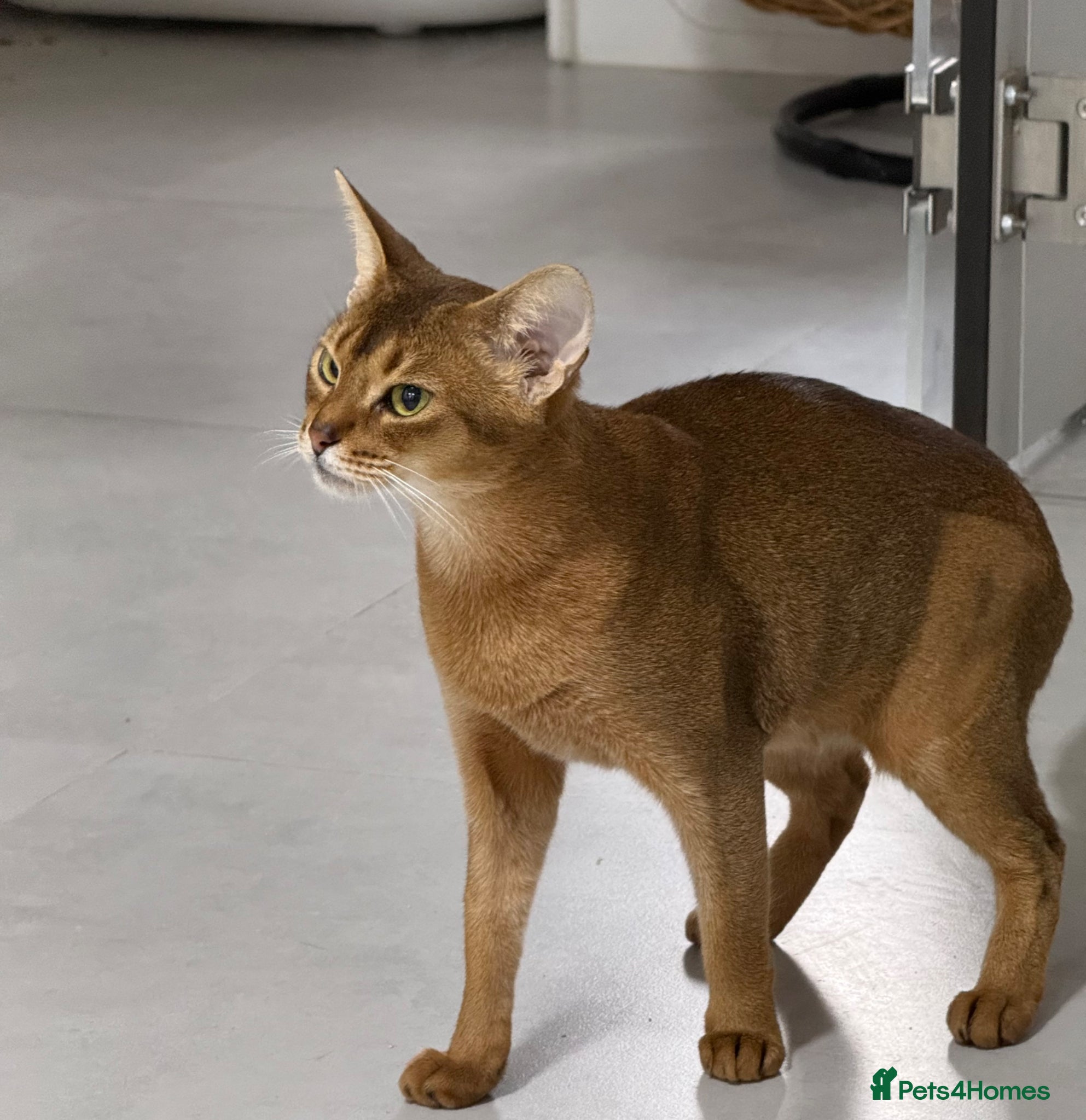 Abyssinian cats Abyssinian 🌸🩷 - Advert 1