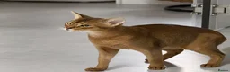 Abyssinian cats for sale: Abyssinian 🌸🩷 - Advert 1
