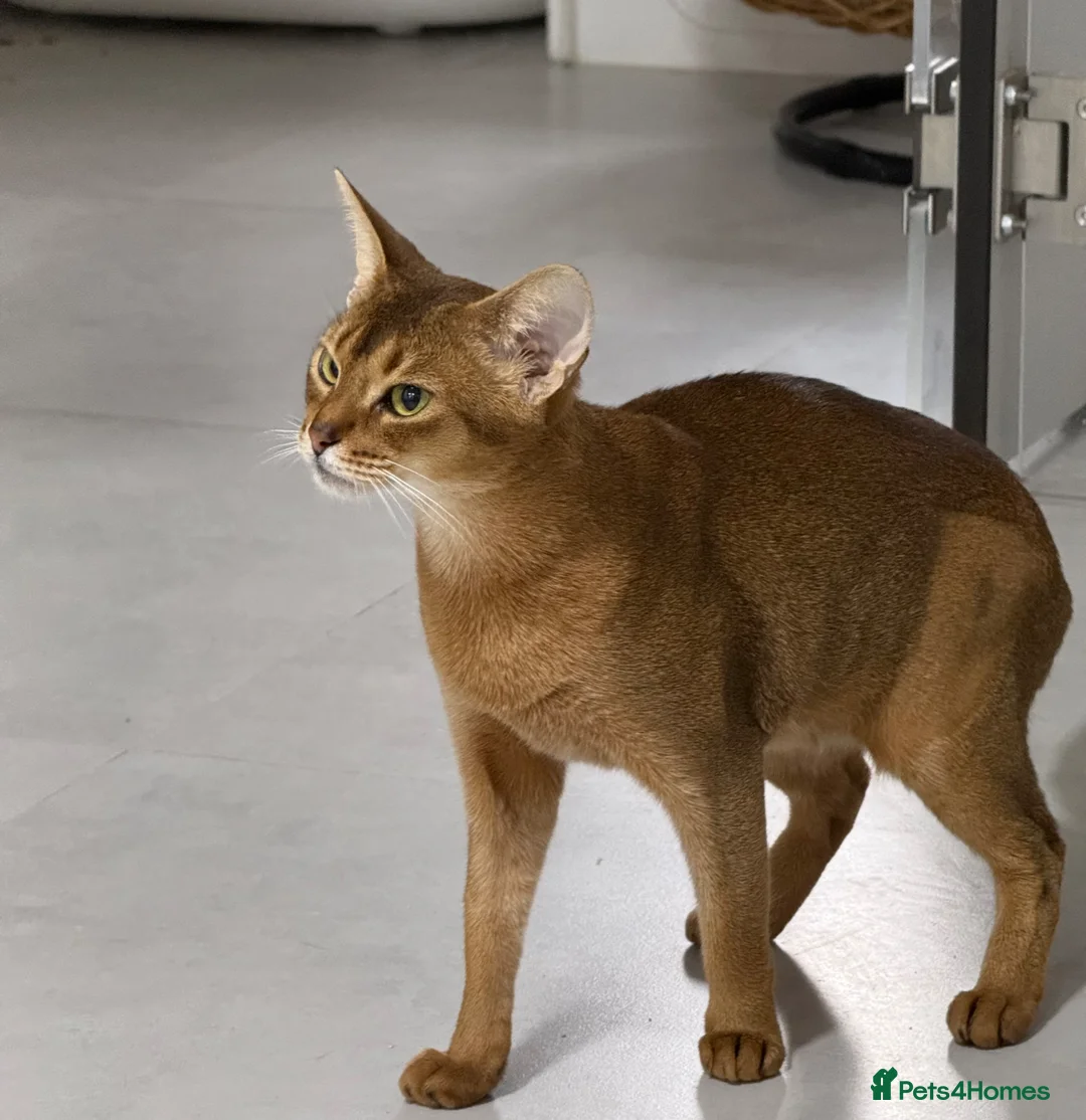 Abyssinian cats for sale: Abyssinian 🌸🩷 - Advert 1