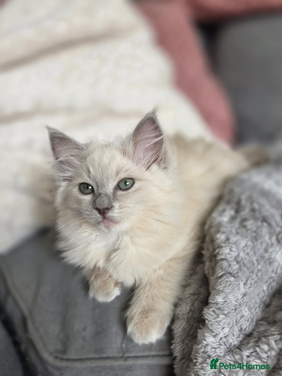 Ragdoll cats for sale: TICA REGISTERED (CHERUBIM) RAGDOLLS  - Advert 2