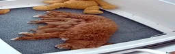 Australian Labradoodle dogs for sale: Australian Labradoodles Multigenerational  - Advert 9
