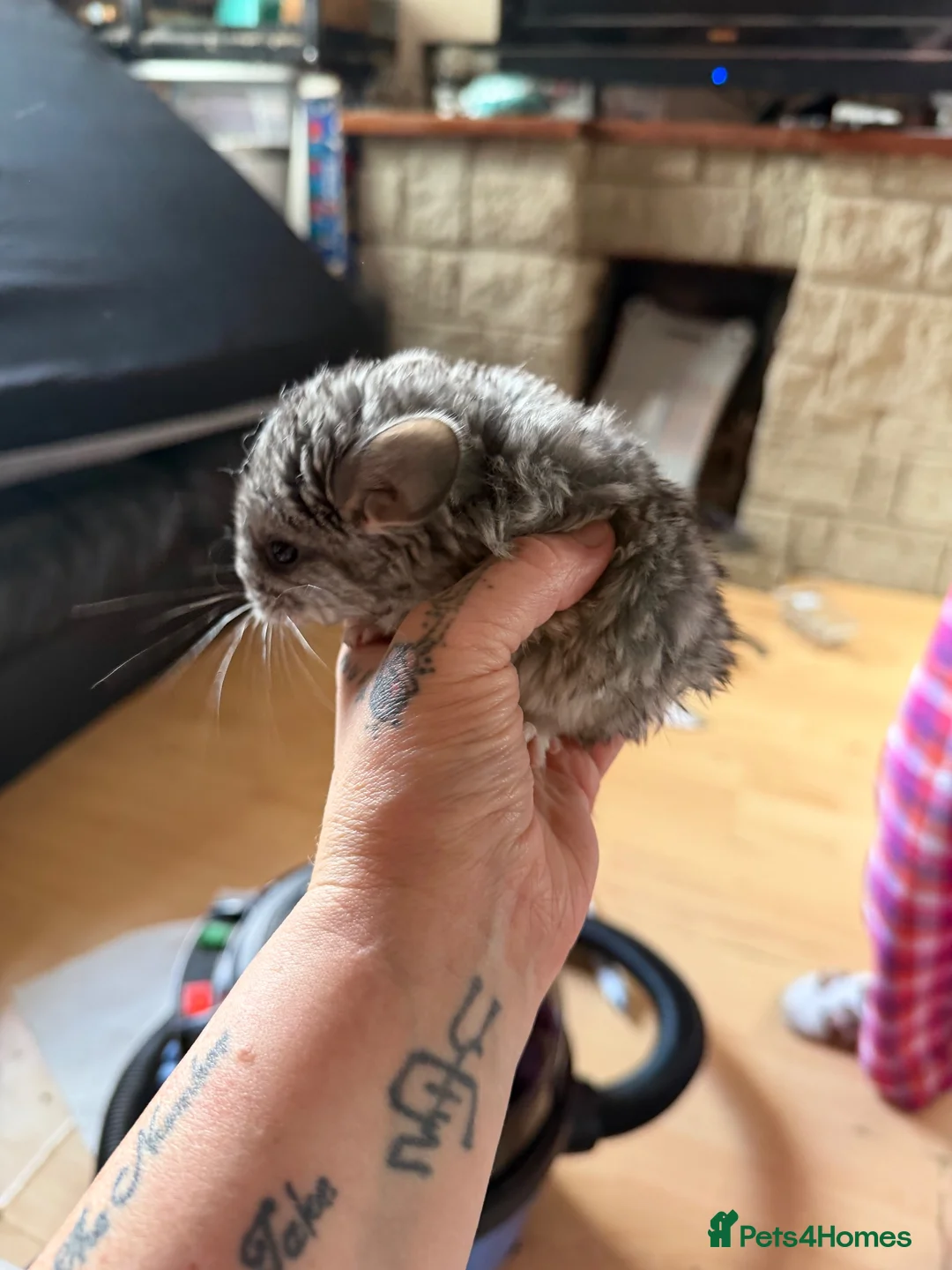 Chinchilla rodents for sale: Baby Female Chinchilla - Advert 3