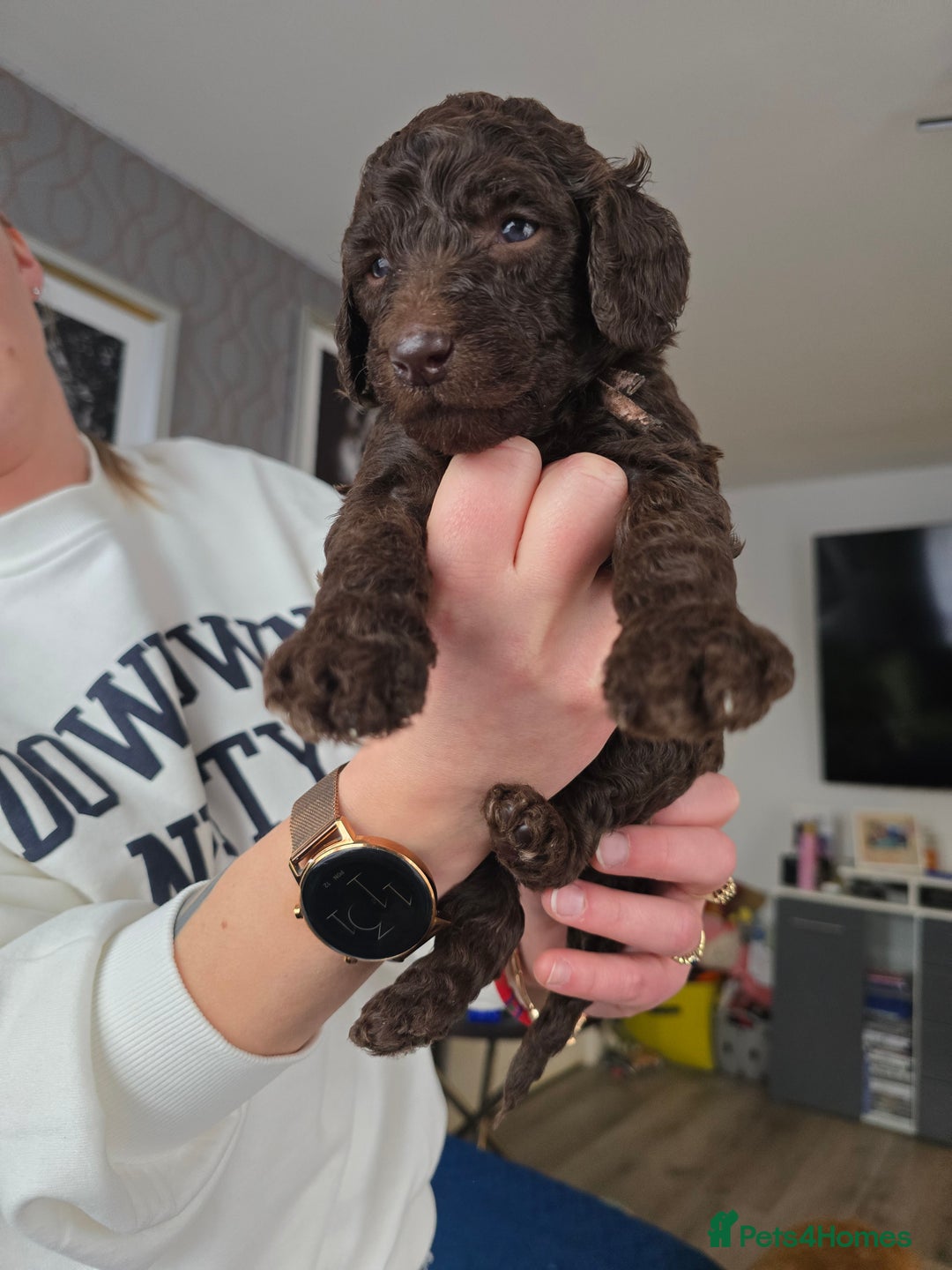 Standard Poodle dogs for sale: KC registered Standard Poodles! - Advert 1
