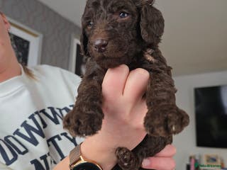 Standard Poodle dogs KC registered Standard Poodles! - Advert 1