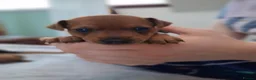 Miniature Pinscher dogs for sale: Adorable Miniature Pinscher Puppies  in Peterhead - Advert 4