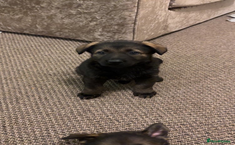 German Shepherd dogs 1 Stunning female German shepherd pups kc reg  - Advert 2