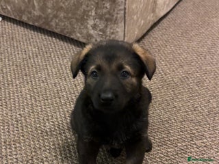 German Shepherd dogs 1 Stunning female German shepherd pups kc reg - Advert 7