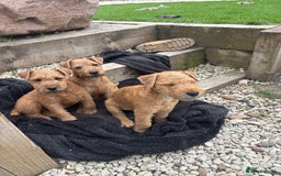 Lakeland Terrier dogs for sale:  red Lakeland terrier female for sale  - Advert 6