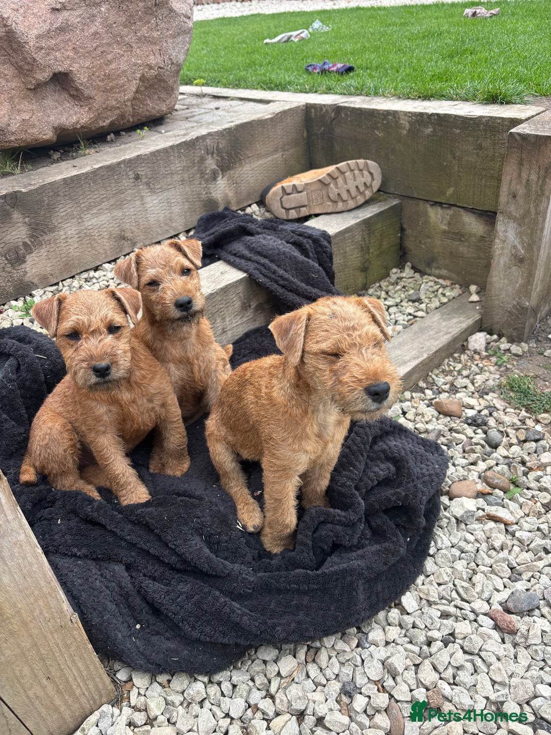 Lakeland Terrier dogs for sale:  red Lakeland terrier female for sale  - Advert 6