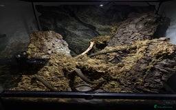 Gecko reptiles for sale: Steve looking for a new home  - Image 7