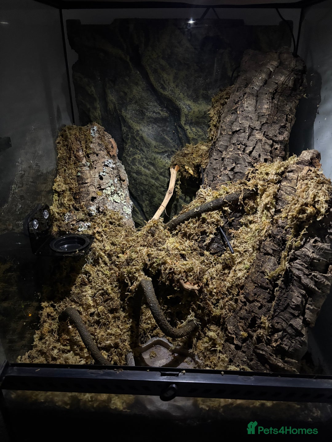Gecko reptiles for sale: Steve looking for a new home  - Image 7