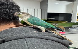 Lorikeets birds for sale: Hand fed baby conures for sale rare breed - Image 24