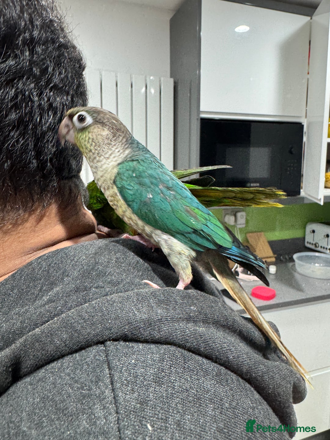Lorikeets birds for sale: Hand fed baby conures for sale rare breed - Image 24
